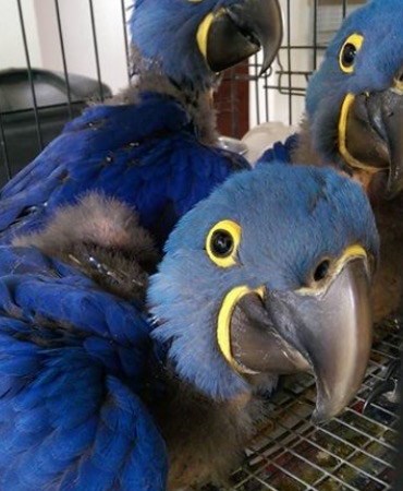 Hyacinth Macaw #130734 for sale in Niles, IL