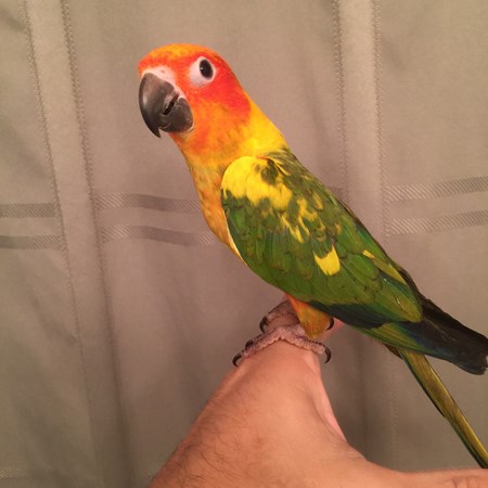 sun conure 130740 for sale in raleigh nc sun conure 130740 for sale in raleigh nc