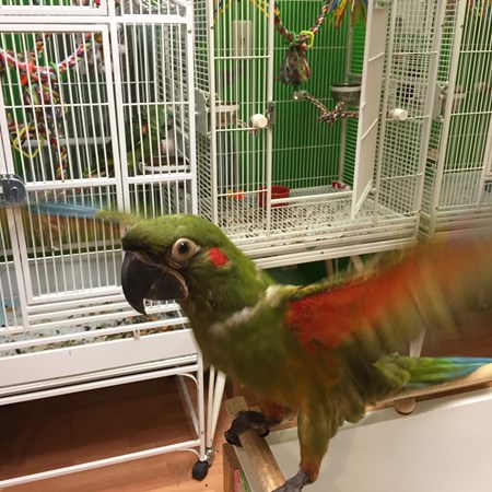 red front macaw 130780 for sale in caldwell nj red front macaw 130780 for sale in caldwell nj