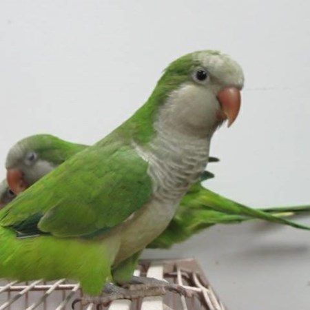 quaker parrot 130921 for sale in maryville il quaker parrot 130921 for sale in maryville il