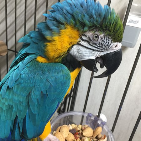 Blue and Gold Macaw #130928 for sale in Delran, NJ