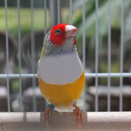 Lady Gouldian Finch #131110 for sale in Valrico, FL