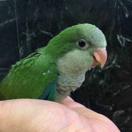 quaker parrot 131445 for sale in chicago il quaker parrot 131445 for sale in chicago il