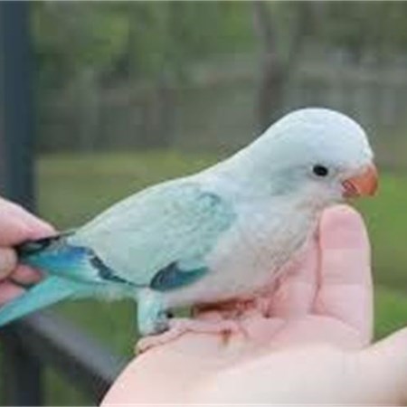 quaker parrot 131678 for sale in chicago il quaker parrot 131678 for sale in chicago il