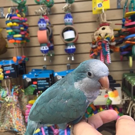 quaker parrot 132132 for sale in chicago il quaker parrot 132132 for sale in chicago il