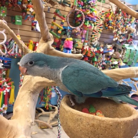 quaker parrot 132415 for sale in chicago il quaker parrot 132415 for sale in chicago il