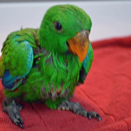 solomon island eclectus 132469 for sale in smithfield nc solomon island eclectus 132469 for sale in smithfield nc