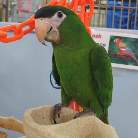 Noble Macaw #132596 for sale in Broadview Heights, OH - Noble Macaw Aviary With Foot Bar