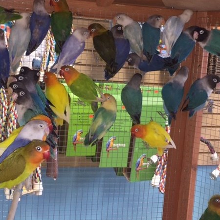 fischers lovebird 133389 for sale in chicago il fischers lovebird 133389 for sale in chicago il