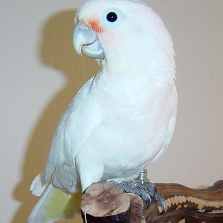 goffin cockatoo afraid to leave cage