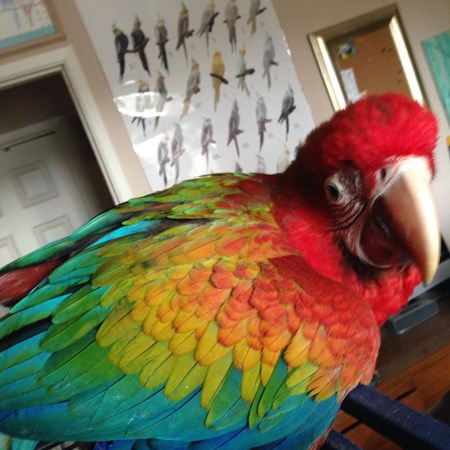 Green Wing Macaw #133696 for sale in Fallbrook, CA