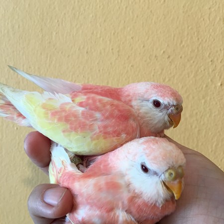 Bourke Parakeet #133737 for sale in Largo, FL