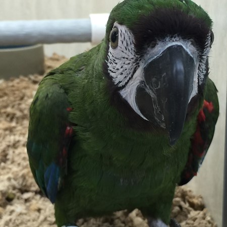 Severe Macaw #133768 for sale in Delran, NJ