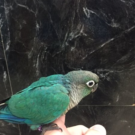 green cheek conure 134034 for sale in chicago il green cheek conure 134034 for sale in chicago il