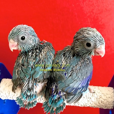 Celestial (Pacific) Parrotlet #134245 for sale in Austin, TX