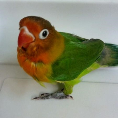 Fischers Lovebird #135594 for sale in Holly, MI