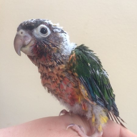 Green Cheek Conure #135818 for sale in White Hall, MD