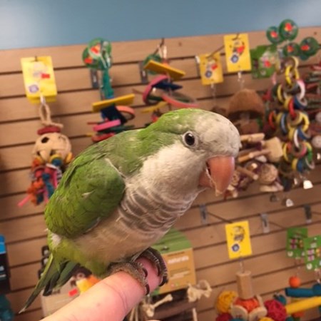 quaker parrot 136567 for sale in chicago il quaker parrot 136567 for sale in chicago il