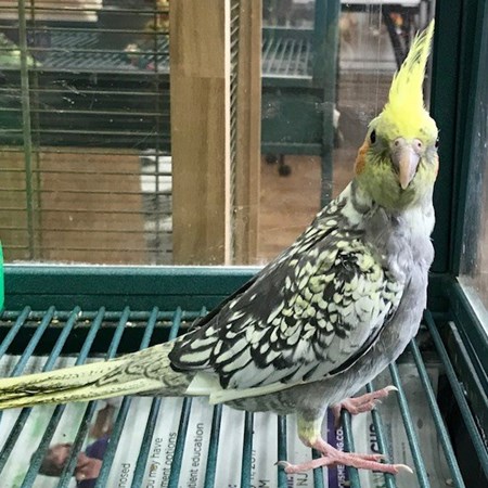 Cockatiel #135650 for sale in Chester, NJ