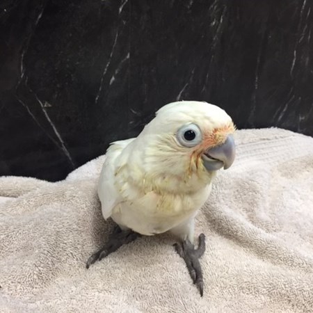 baby goffin cockatoo for sale