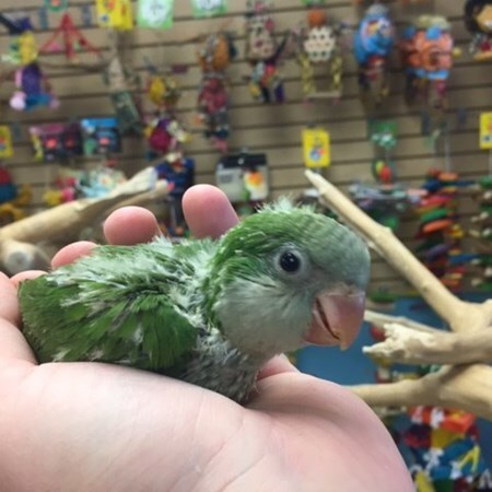 quaker parrot 137416 for sale in chicago il quaker parrot 137416 for sale in chicago il