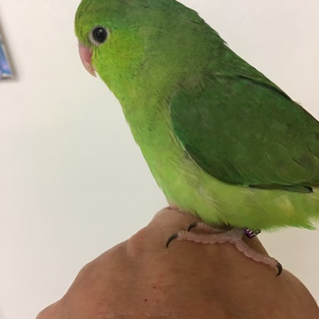 Celestial (Pacific) Parrotlet #137469 for sale in Buckley, WA