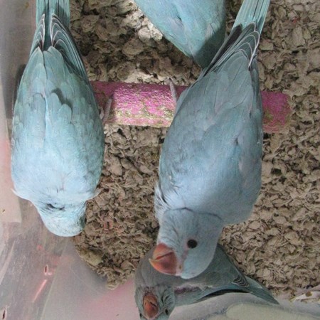 Ringneck Indian Parakeet #137726 For Sale In Havelock, Nc