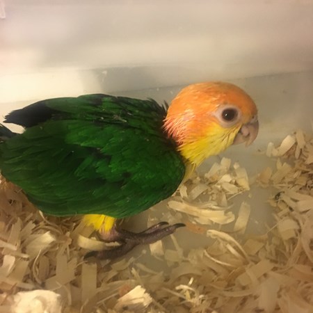 White Bellied Caique #138036 for sale in Rosedale New York , NY