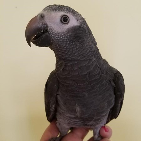 African Grey Timneh Parrot #138397 for sale in East Stroudsburg , PA