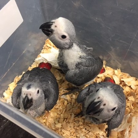 african grey congo parrot 138544 for sale in chicago il african grey congo parrot 138544 for sale in chicago il