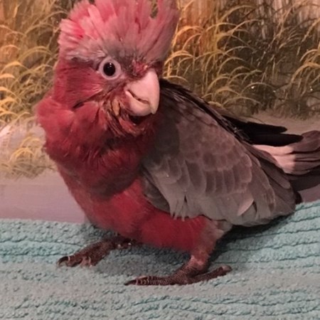 rose breasted cockatoo for sale los angeles