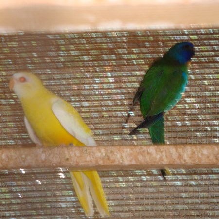 Bourke Parakeet #138694 for sale in Los Angeles, CA