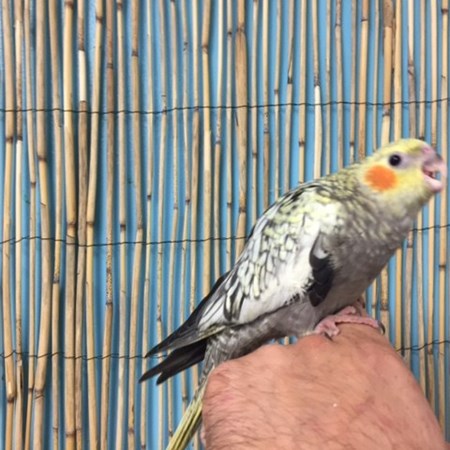 cockatiel 139171 for sale in chicago il cockatiel 139171 for sale in chicago il