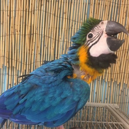 Blue and Gold Macaw #139633 for sale in Niles, IL