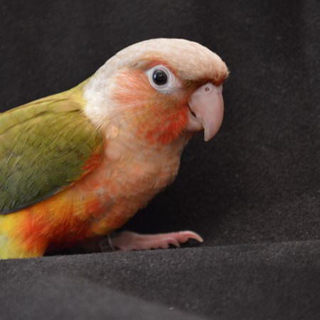 green cheek conure 137539 for sale in smithfield nc green cheek conure 137539 for sale in smithfield nc