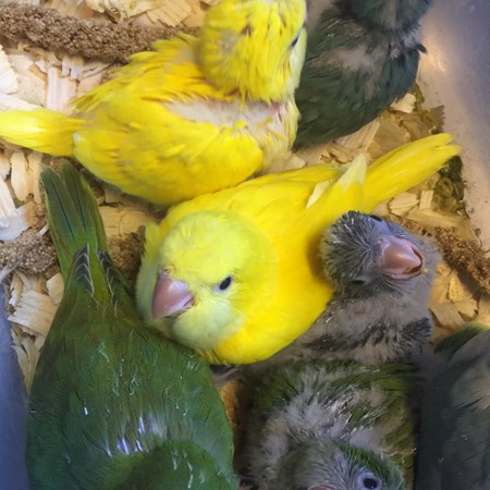 quaker parrot 138416 for sale in raleigh nc quaker parrot 138416 for sale in raleigh nc