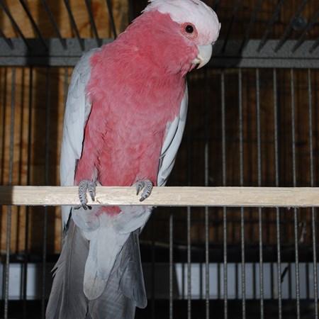 Rose Breasted Cockatoo #141023 for sale in Round Rock, TX