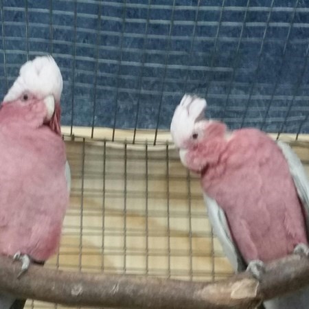 rose breasted cockatoo sale