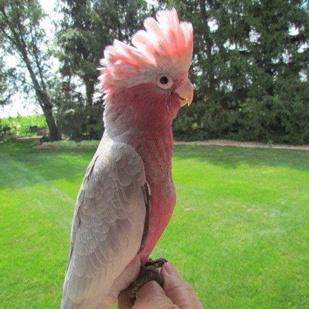 rose breasted cockatoo female