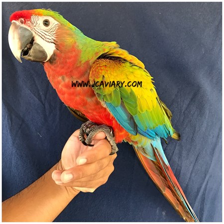 Hybrid Macaw #141398 for sale in Austin, TX - Party Macaw Habitat For Sale In Texas