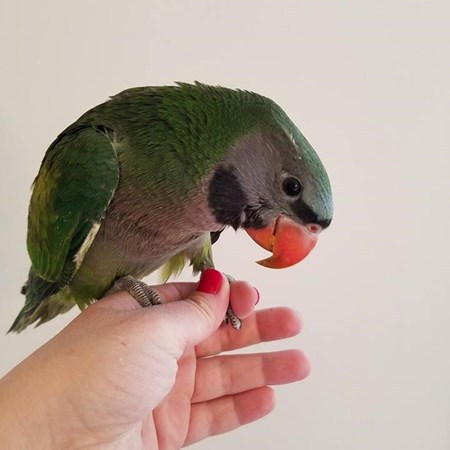 Ringneck Derbyan Parakeet #143014 for sale in East Stroudsburg , PA