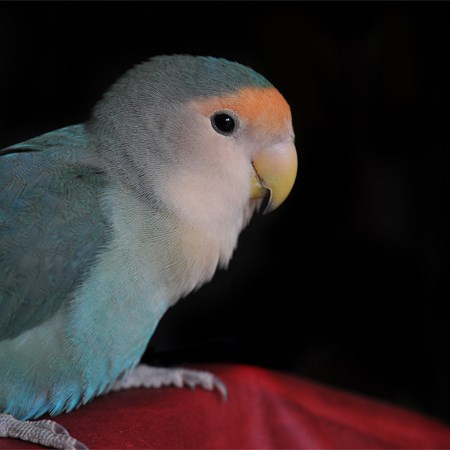 Peach Face Lovebird #146116 for sale in Shop Online, WA