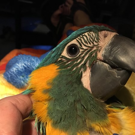 Blue Throat (Caninde) Macaw #140416 for sale in Dundee, OR