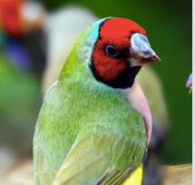 Lady Gouldian Finch #147093 for sale in Shop Online, WA