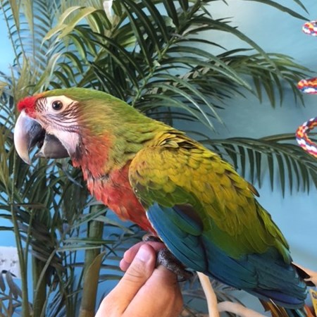 Hybrid Macaw #147363 for sale in Niles, IL