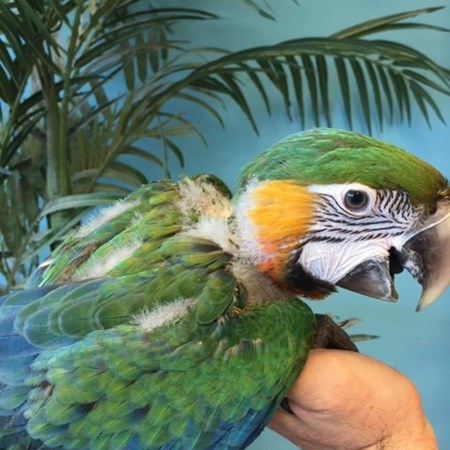 Hybrid Macaw #147728 for sale in Niles, IL