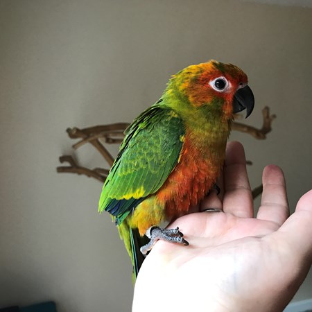 Jenday Conure #147984 for sale in Old Hickory, TN