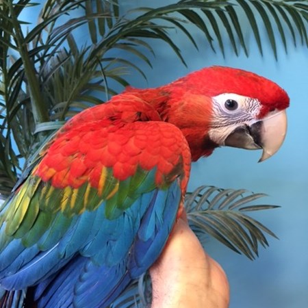 Hybrid Macaw #148768 for sale in Niles, IL