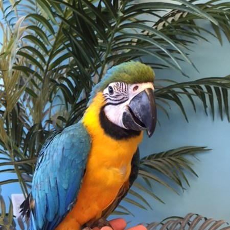 Blue and Gold Macaw #149074 for sale in Niles, IL