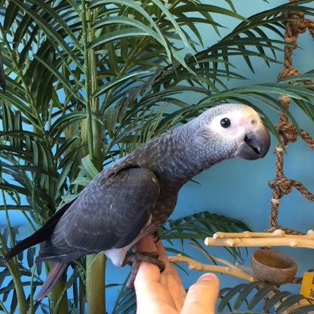 African Grey Timneh Parrot #150068 for sale in Niles, IL